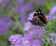Red Admiral 6434 